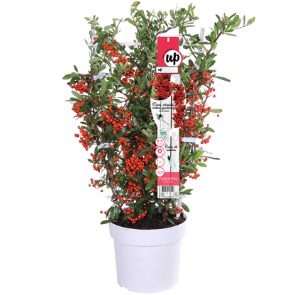 Pyracantha coccinea Red Star - Pflanzfix24