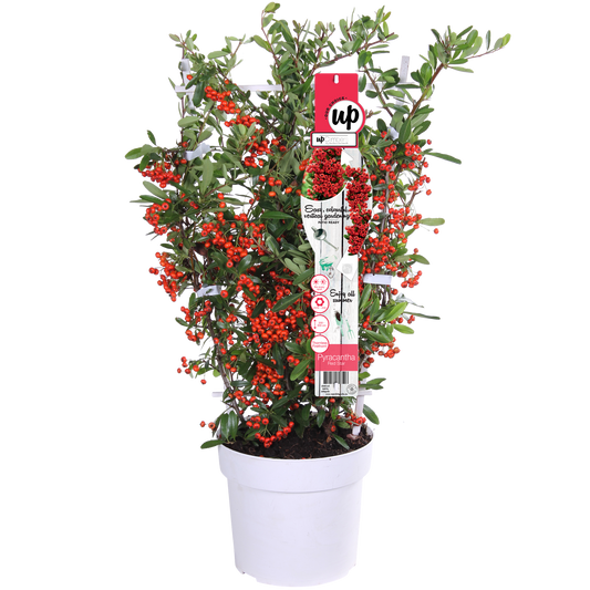 Pyracantha coccinea Red Star - Pflanzfix24