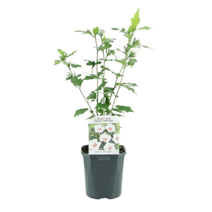 Pflanzfix24.de - Hibiscus syriacus Red Heart - 1 Pflanze - Topf 17cm - Pflanzfix24.de