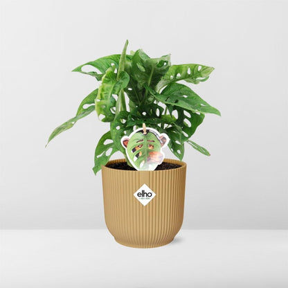 Monstera 'Monkey Leaf' ELHO Fold 14cm gelb | Pflanzfix24