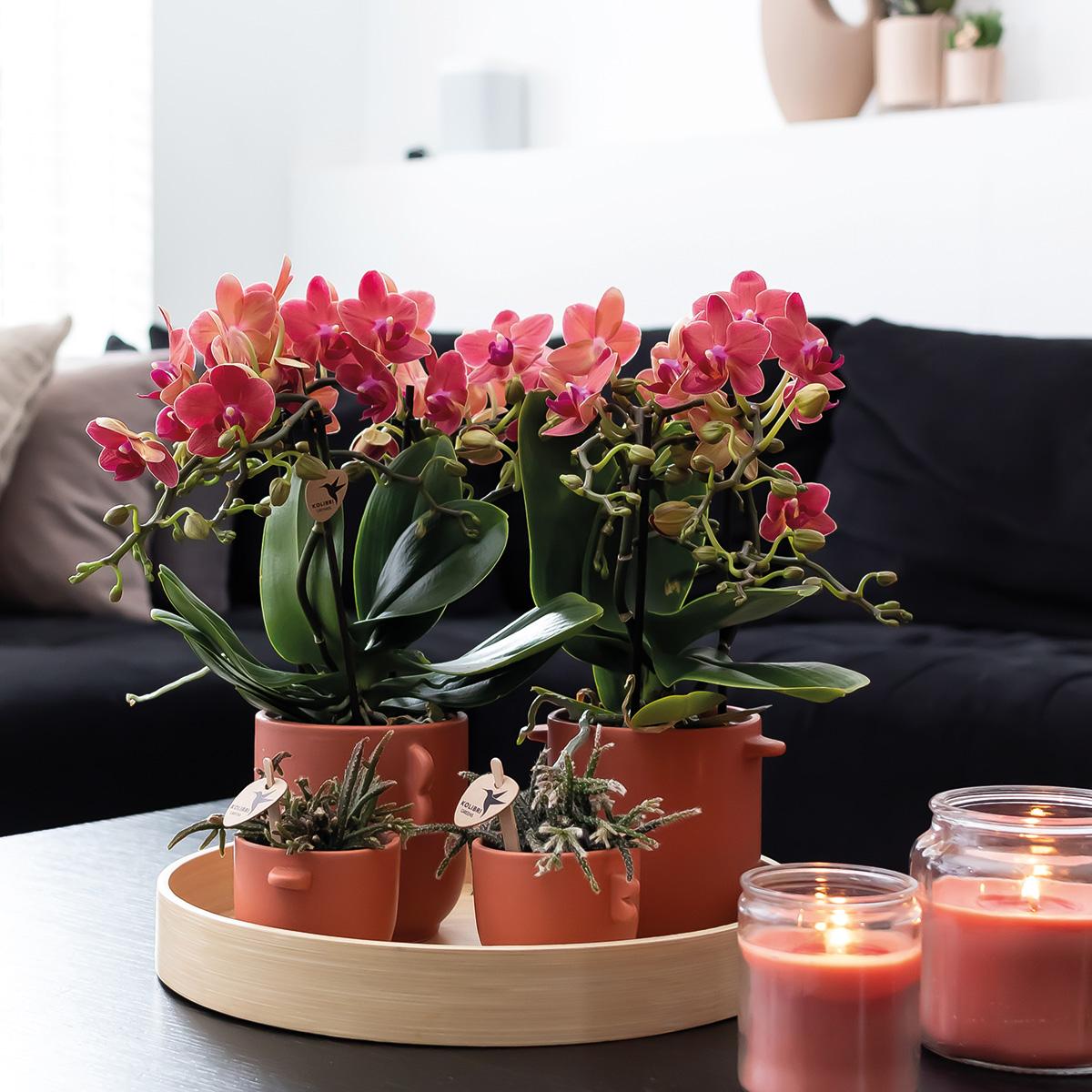 2er Set Phalaenopsis Kongo Rot Ø9cm – Combi Deal | Pflanzfix24.de - Pflanzfix24.de