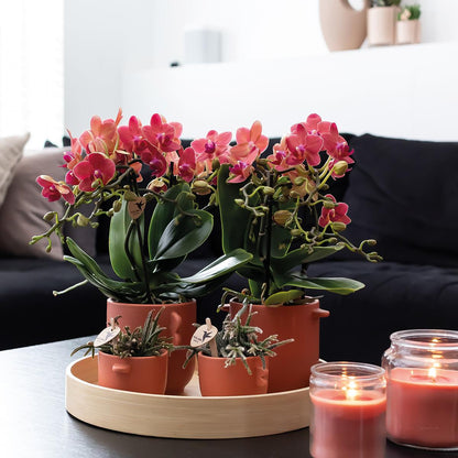 2er Set Phalaenopsis Kongo Rot Ø9cm – Combi Deal | Pflanzfix24.de - Pflanzfix24.de