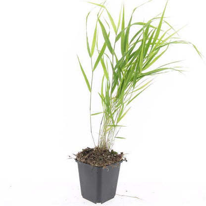 24x Hakonechloa macra - Japanisches Waldgras - Pflanzfix24