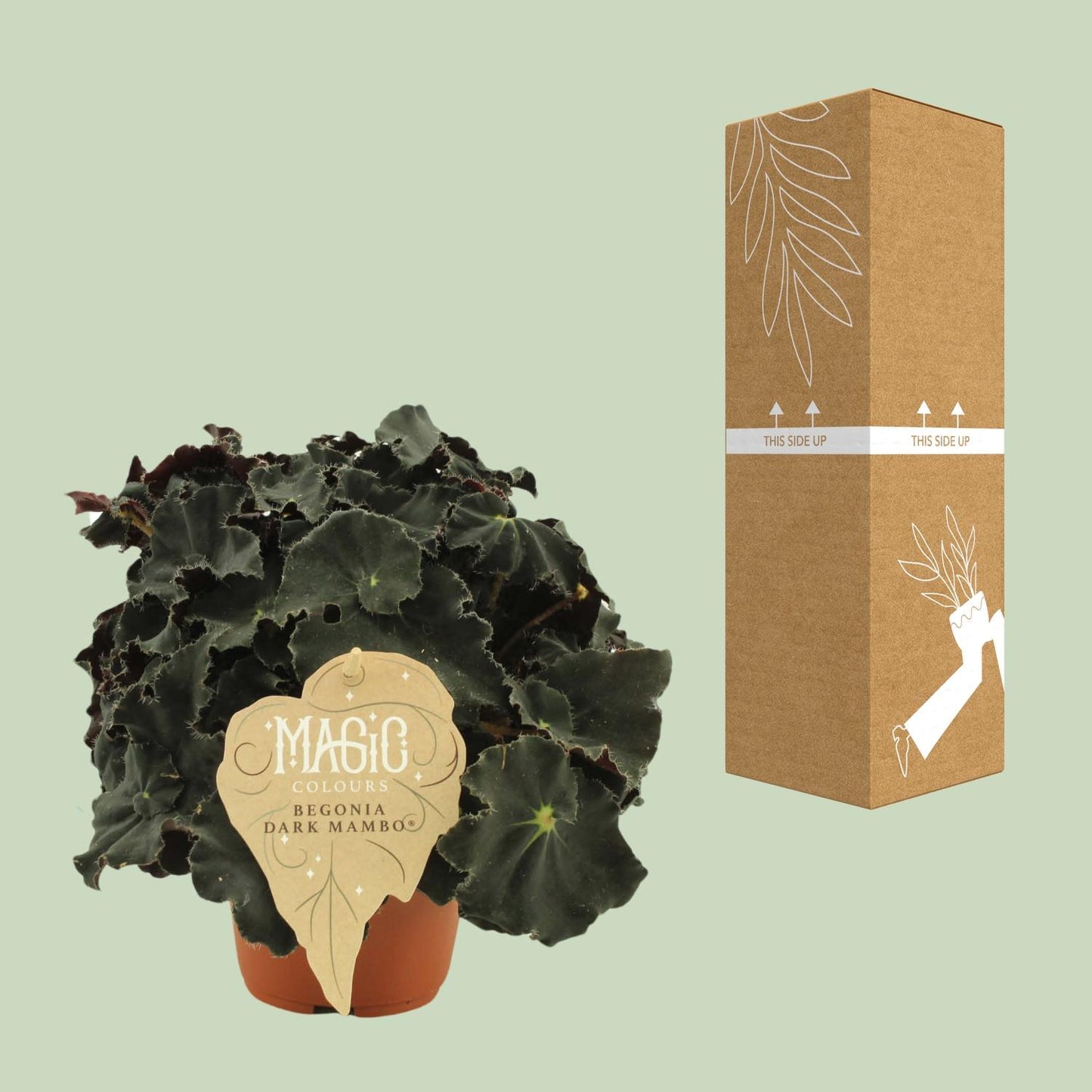 Begonia Rex Dark Mambo - Ø12 ↕25 von Pflanzfix24