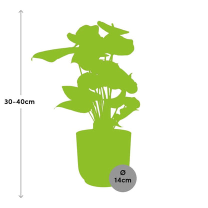 Anthurium Red 12cm - Pflanzfix24