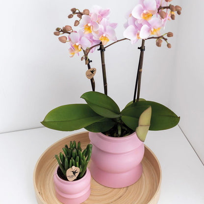 2er Set Phalaenopsis Andorra Rosa Ø9cm – Combi Deal | Pflanzfix24.de - Pflanzfix24.de
