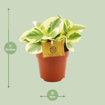 Peperomia Obtipan Bicolor - Ø12cm - ↕20cm - Pflanzfix24