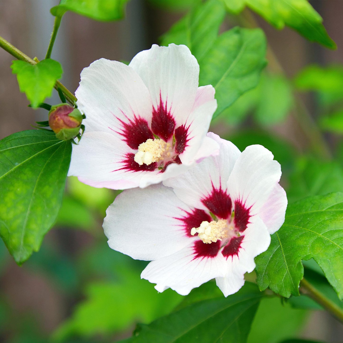 Pflanzfix24.de - Hibiscus syriacus Hamabo - 1 Pflanze - Laubabwerfend - Topf 17cm - Pflanzfix24.de