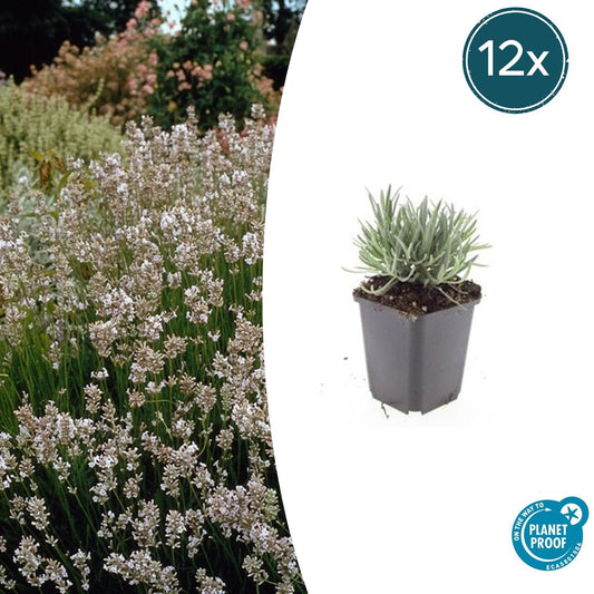 12x Lavandula int. 'Edelweiss' - Pflanzfix24