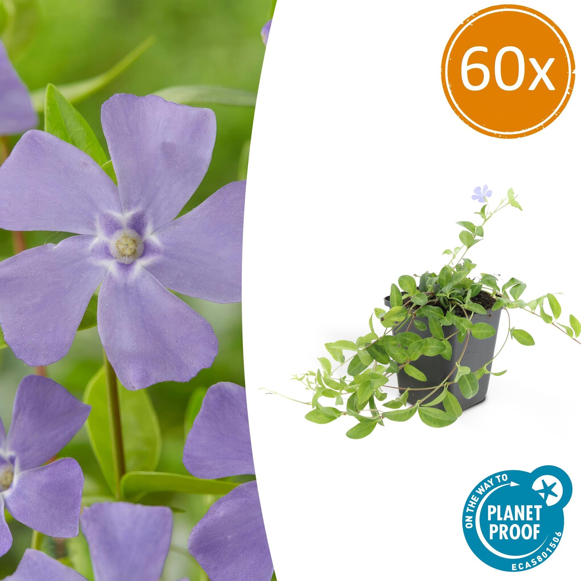 60x Vinca minor - ↕10-25cm - Ø9cm - Pflanzfix24.de - Pflanzfix24.de