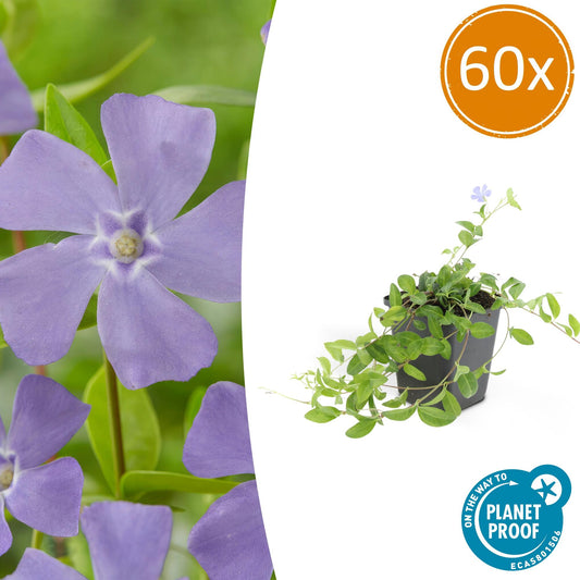 60x Vinca minor - ↕10-25cm - Ø9cm - Pflanzfix24.de - Pflanzfix24.de