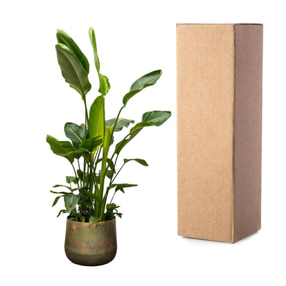 Strelitzia Nicolai de luxe XXL 250 cm Ø40 | Pflanzfix24.de - Pflanzfix24.de