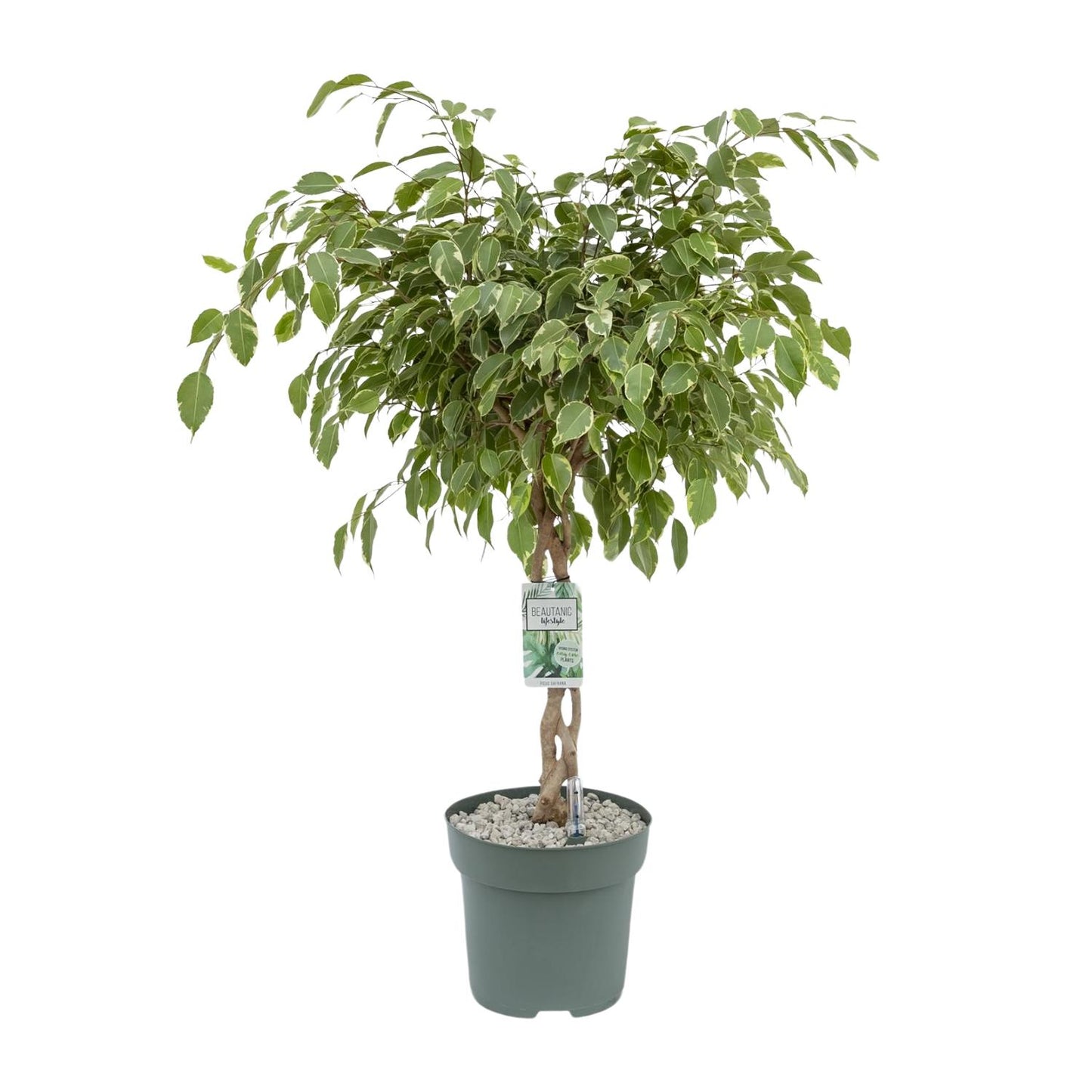 Ficus Safrana / Golden King - Ø27cm - ↕100cm - Pflanzfix24