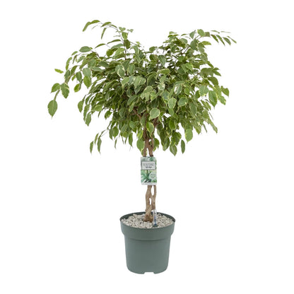 Ficus Safrana / Golden King - Ø27cm - ↕100cm - Pflanzfix24