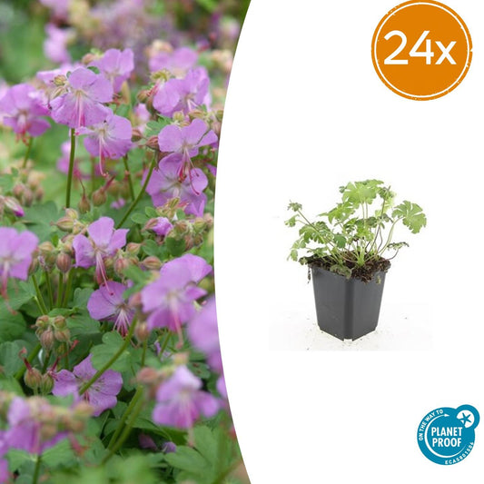 24x Geranium cant. 'Cambridge' - ↕10-25cm - Ø9cm - Pflanzfix24
