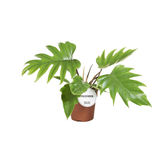 Philodendron Mayoi 15cm – tropische Zimmerpflanze | Pflanzfix24