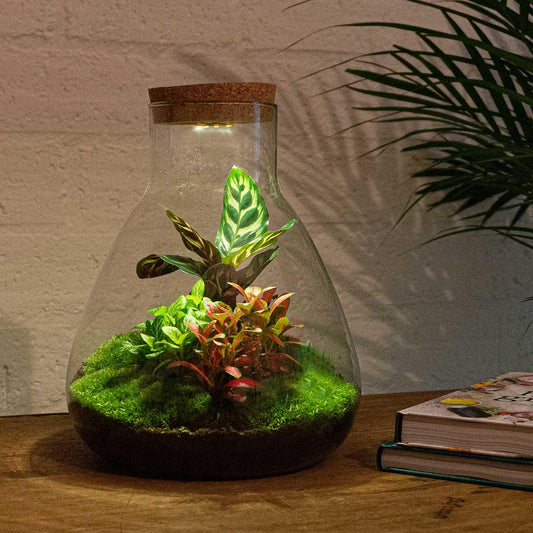 Flaschengarten - Sam Calathea mit Lampe - Pflanzfix24.de - Pflanzfix24.de