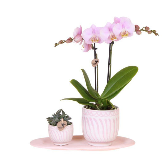 Kolibri Orchids Gift Set Granada Roze - Pflanzfix24