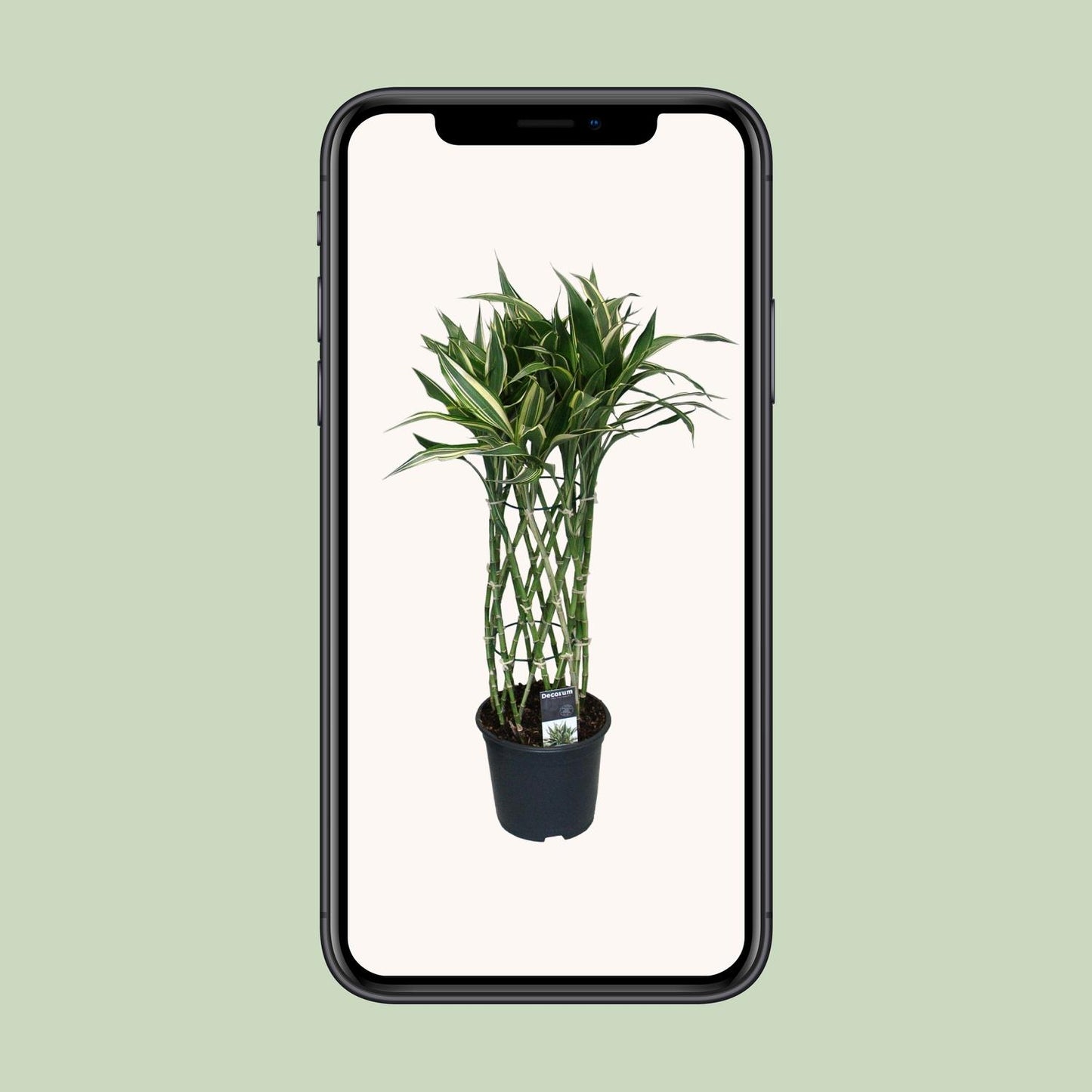 Dracaena Godsefiana - Ø19cm - ↕75cm - Pflanzfix24
