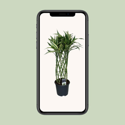 Dracaena Godsefiana - Ø19cm - ↕75cm - Pflanzfix24