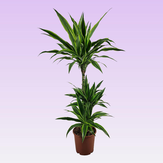 Dracaena Lemon Lime - Ø21 ↕115 - Pflanzfix24