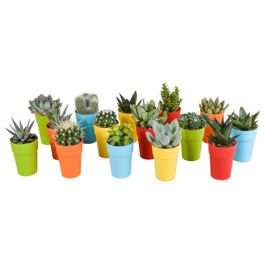 Cactus en vetplanten Mischung 5,5 cm | 15 stück - in gekleurde plasticpot - Pflanzfix24.de - Pflanzfix24.de
