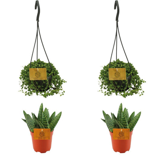 Aloe Paradisicum & Senecio Rowleyanus Set - 4er Pack - Ø10.5cm - Pflanzfix24