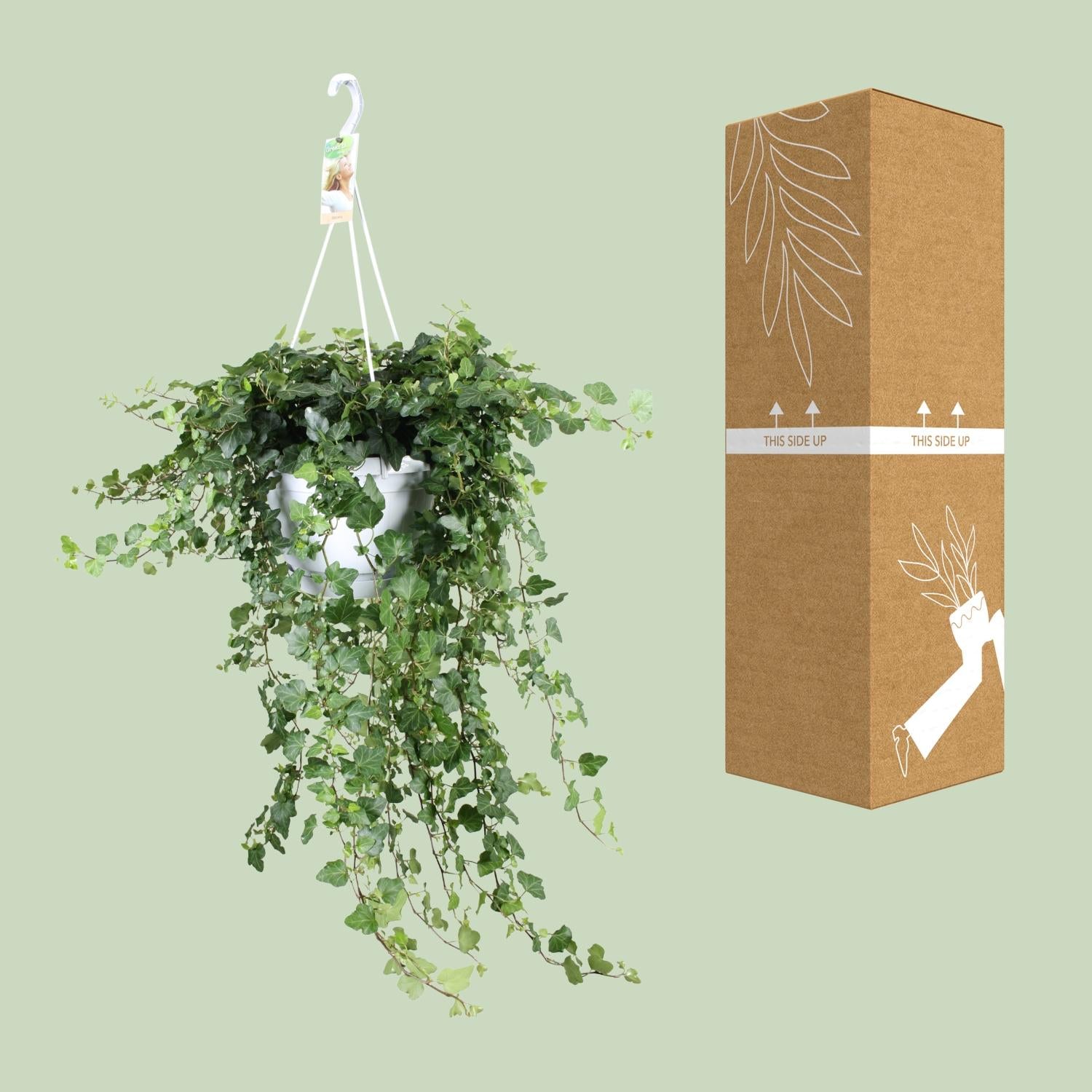 Hedera Wonder Green - Ø24cm - ↕70cm - Ø24 - ↨70cm - Pflanzfix24.de - Pflanzfix24.de