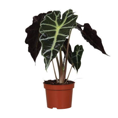 Alocasia Amazonica Polly - Ø12cm - ↕30cm bei Pflanzfix24.de - Pflanzfix24.de