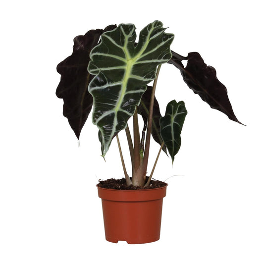 Alocasia Amazonica Polly - Ø12cm - ↕30cm bei Pflanzfix24.de - Pflanzfix24.de