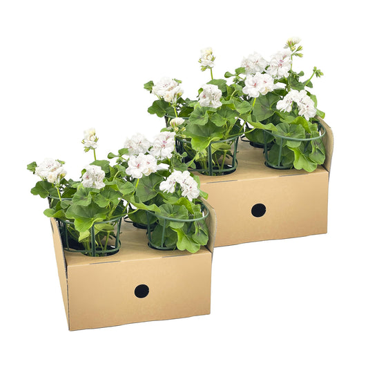 8x Pelargonium peltatum Weiß Ø12 cm - ↕20 cm by Pflanzfix24