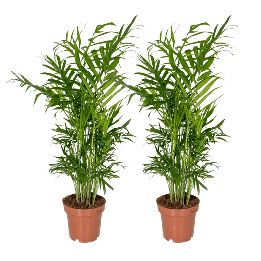 Chamaedorea Elegans (Mexikanische Bergpalme) - 2 Stücke - Pflanzfix24.de - Pflanzfix24.de