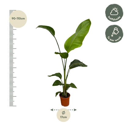 2x Strelitzia Nicolai Zimmerpflanze 100 cm Ø17 | Exotisch & Pflegeleicht | Pflanzfix24