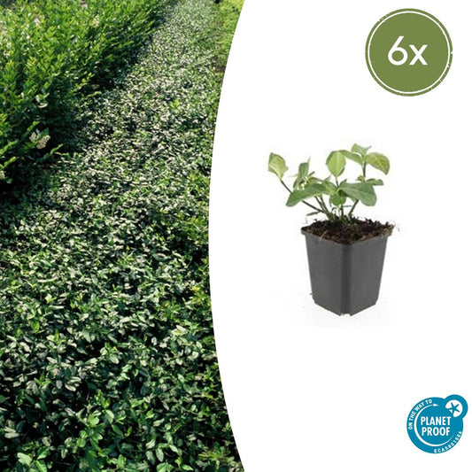 6x Euonymus 'Dart's Blanket' - 10-25cm - Ø9cm - Pflanzfix24.de - Pflanzfix24.de