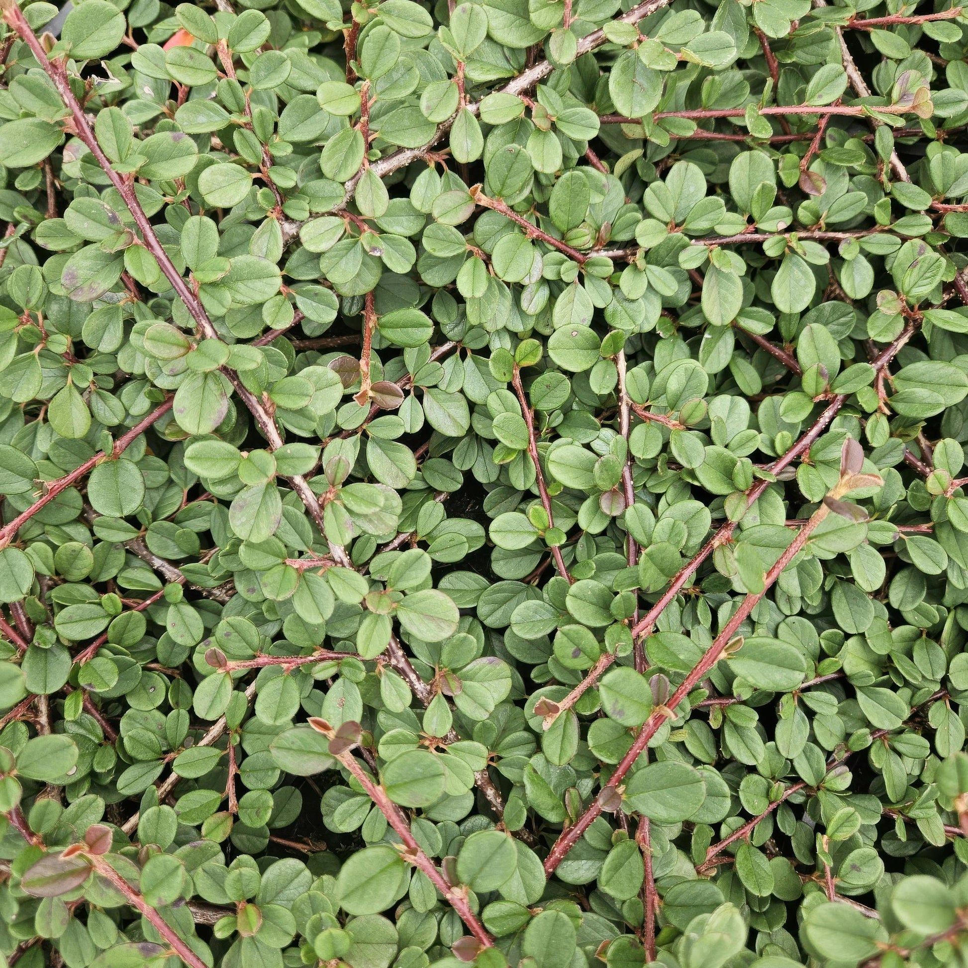 20x Cotoneaster prostratus 'Queen of Carpets' Bodendecker | Pflanzfix24.de - Pflanzfix24.de