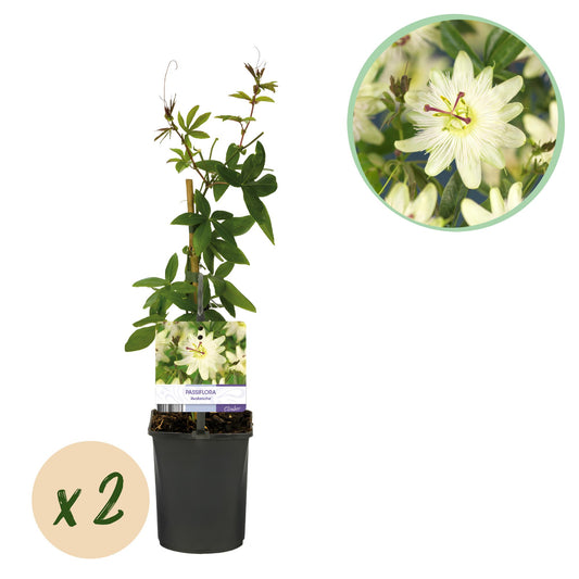 Pflanzfix24 - Passionsblume 'Avalanche' - Blüte Weiß - 2 Pflanzen