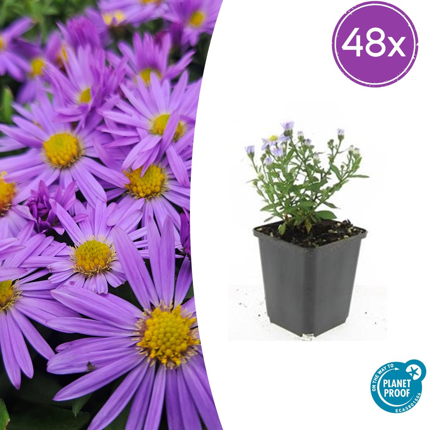 48x Aster (D) 'Prof. Anton Kippenberg' - Pflanzfix24