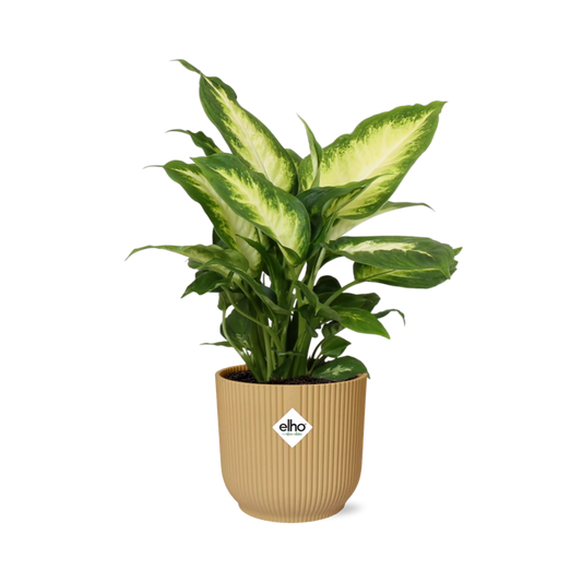 Dieffenbachia 'Camilla' in ELHO Vibes Fold 14cm geel - pflanzfix24
