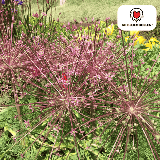 Allium schubertii 5 bollen - Pflanzfix24