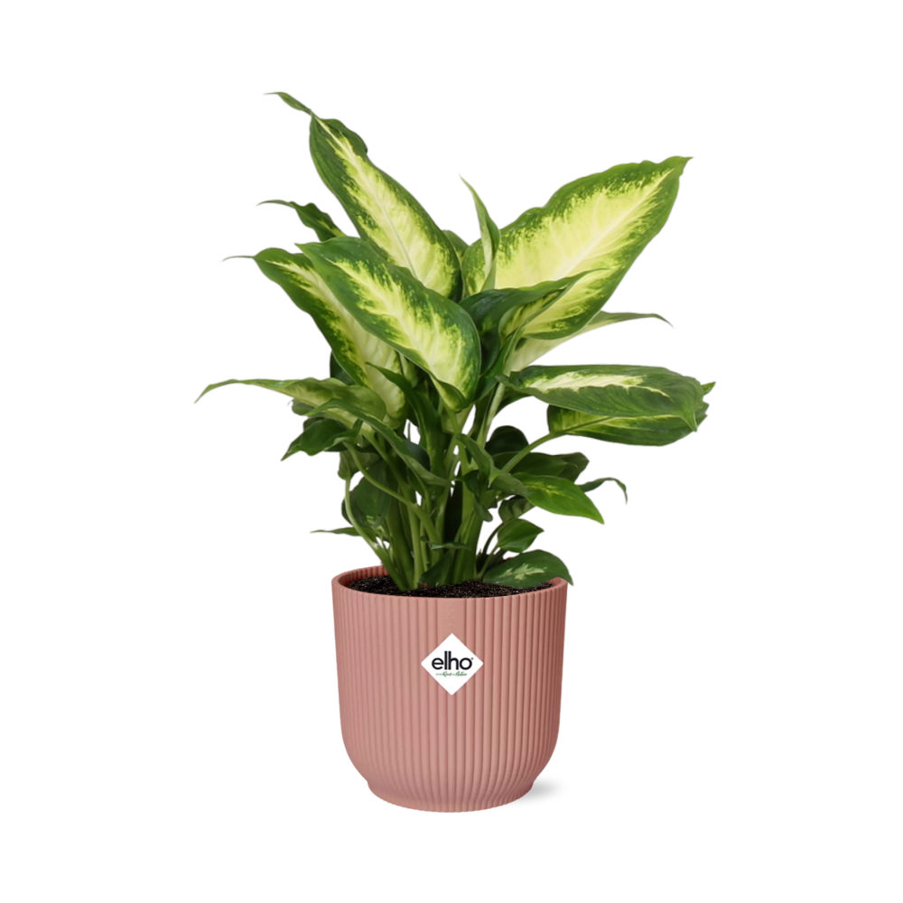 Dieffenbachia 'Camilla' in ELHO Vibes Fold 14cm roze - Pflanzfix24