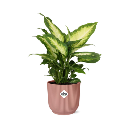 Dieffenbachia 'Camilla' in ELHO Vibes Fold 14cm roze - Pflanzfix24