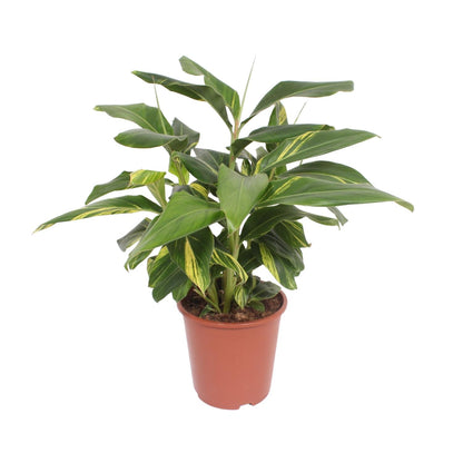 Alpinia Zerumbet Variegata - Ø27cm - ↕80cm - Pflanzfix24