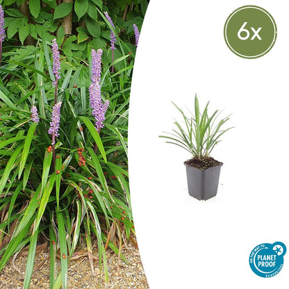 6x Liriope muscari 'Ingwersen' - 10-25cm - Ø9cm - Pflanzfix24.de - Pflanzfix24.de