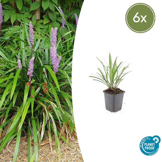 6x Liriope muscari 'Ingwersen' - 10-25cm - Ø9cm - Pflanzfix24.de - Pflanzfix24.de
