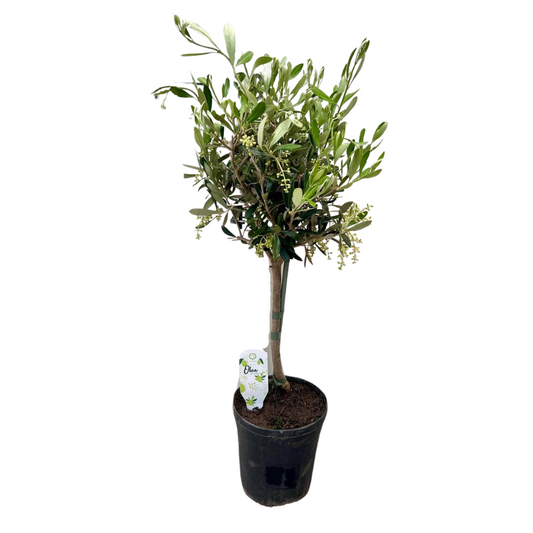 Olivenbaum Olea Ø15cm 60cm – Pflanzfix24.de - Pflanzfix24.de
