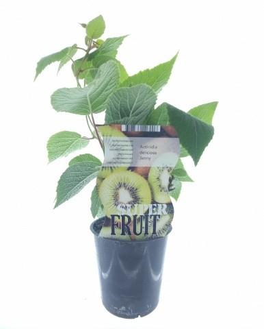 Actinidia Jenny (12050) - Pflanzfix24