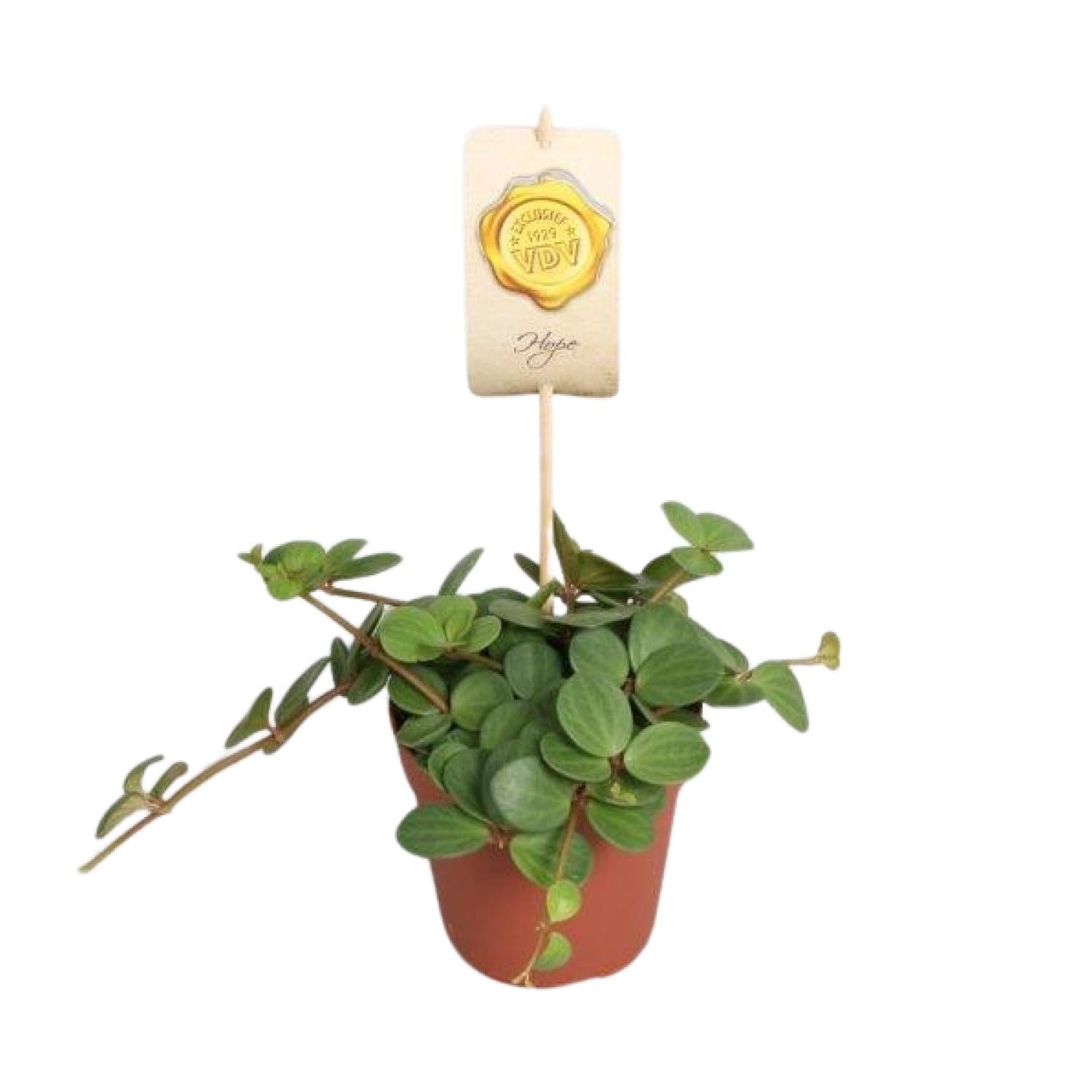 Peperomia Hope Ø12cm – Pflegeleicht & Elegant | Pflanzfix24.de - Pflanzfix24.de