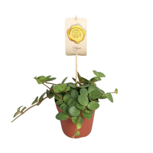 Peperomia Hope Ø12cm – Pflegeleicht & Elegant | Pflanzfix24.de - Pflanzfix24.de