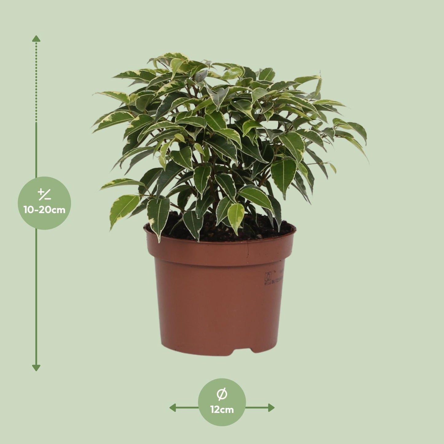 Ficus Benjamina Kinky - Ø12cm - ↕20cm bei Pflanzfix24