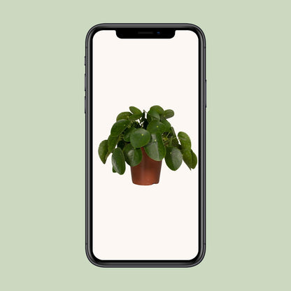 Pilea Peperomiodes - Pfannkuchenfabrik - Ø15cm - ↕25cm - Pflanzfix24